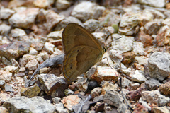 Hypocysta pseudirius