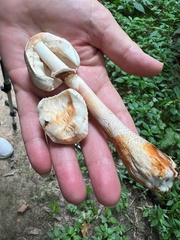 Leucoagaricus brunnescens