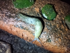 Limacus
