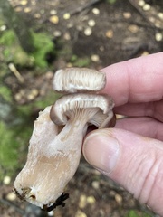 Lactarius