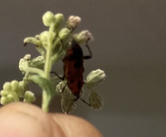 Rhodobaenus quinquepunctatus