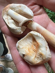 Leucoagaricus brunnescens