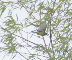 Leiothlypis ruficapilla