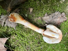 Leucoagaricus brunnescens
