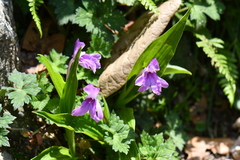 Roscoea alpina