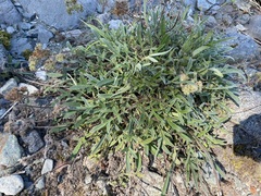 Phacelia leptosepala