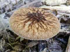 Pluteus granularis