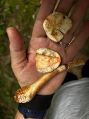 Leucoagaricus brunnescens
