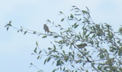 Icterus spurius