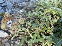 Phacelia leptosepala