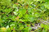 Salix nakamurana kurilensis - Photo (c) Оlga Сhernyagina, some rights reserved (CC BY-NC), uploaded by Оlga Сhernyagina