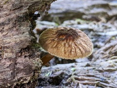 Pluteus granularis