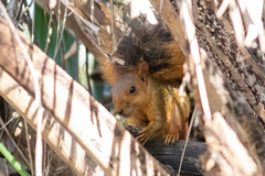 Sciurus