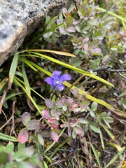 Gentianopsis holopetala