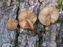 Pluteus granularis
