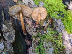 Pluteus granularis