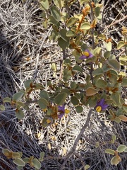 Solanum orbiculatum