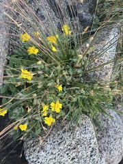 Erythranthe tilingii