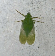 Rhynchomitra