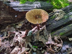 Pluteus granularis