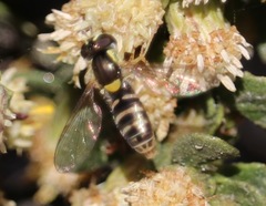 Sphaerophoria sulphuripes