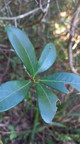 Image of Ternstroemia Brasiliensis (Ternstroemia brasiliensis) by (c) JG, some rights reserved (CC BY)