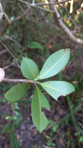 Image of Ternstroemia Brasiliensis (Ternstroemia brasiliensis) by (c) JG, some rights reserved (CC BY)