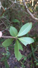 Ternstroemia brasiliensis