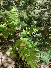 Dryopteris expansa