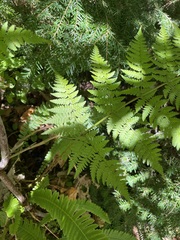 Dryopteris expansa