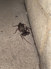 Mastigoproctus tohono