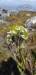 Osmitopsis asteriscoides