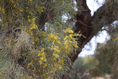 Acacia cambagei