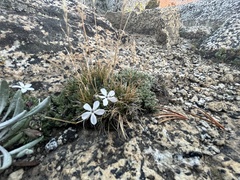 Phlox condensata