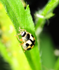 Propylea