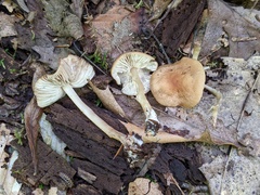Marasmius cystidiosus