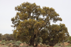 Acacia cambagei