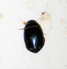 Thermonectus basillaris basillaris