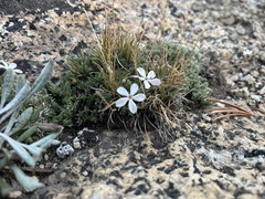 Phlox condensata