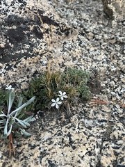 Phlox condensata