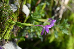 Roscoea alpina
