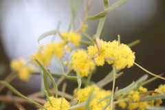 Acacia cambagei