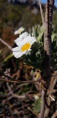 Osmitopsis asteriscoides