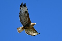 Buteo hemilasius
