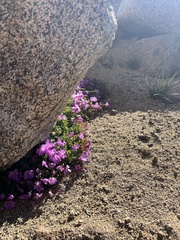Epilobium obcordatum