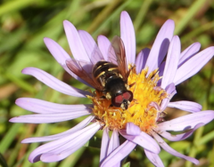 Sericomyia chalcopyga