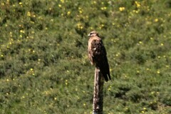Buteo hemilasius