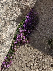 Epilobium obcordatum
