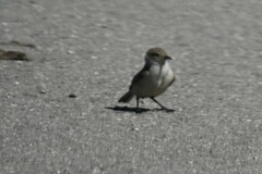 Pseudopodoces humilis