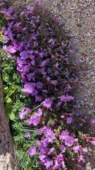 Epilobium obcordatum